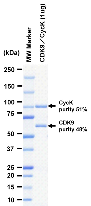 The purity was assessed by SDS-PAGE/CBB staining.